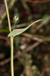 Arrowleaf tearthumb